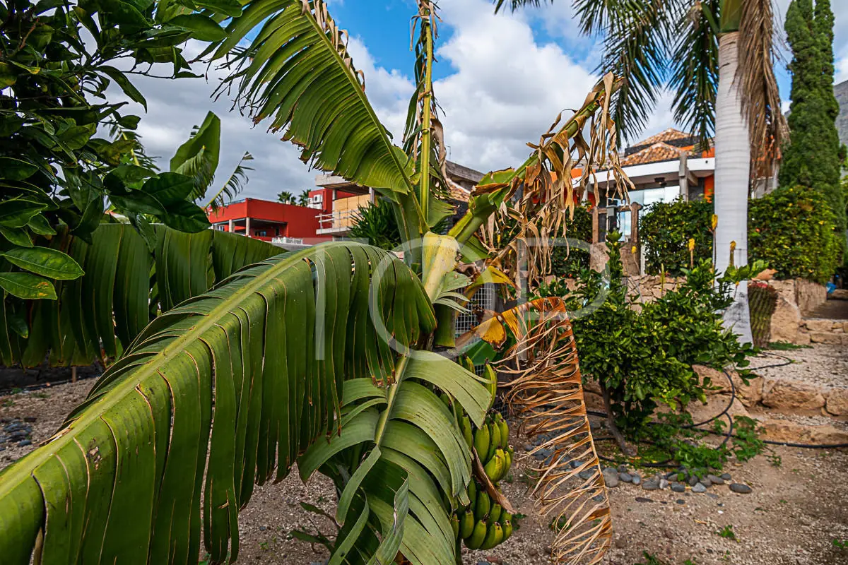 Villa-Madroñal-Obstbäume-Teneriffa-1