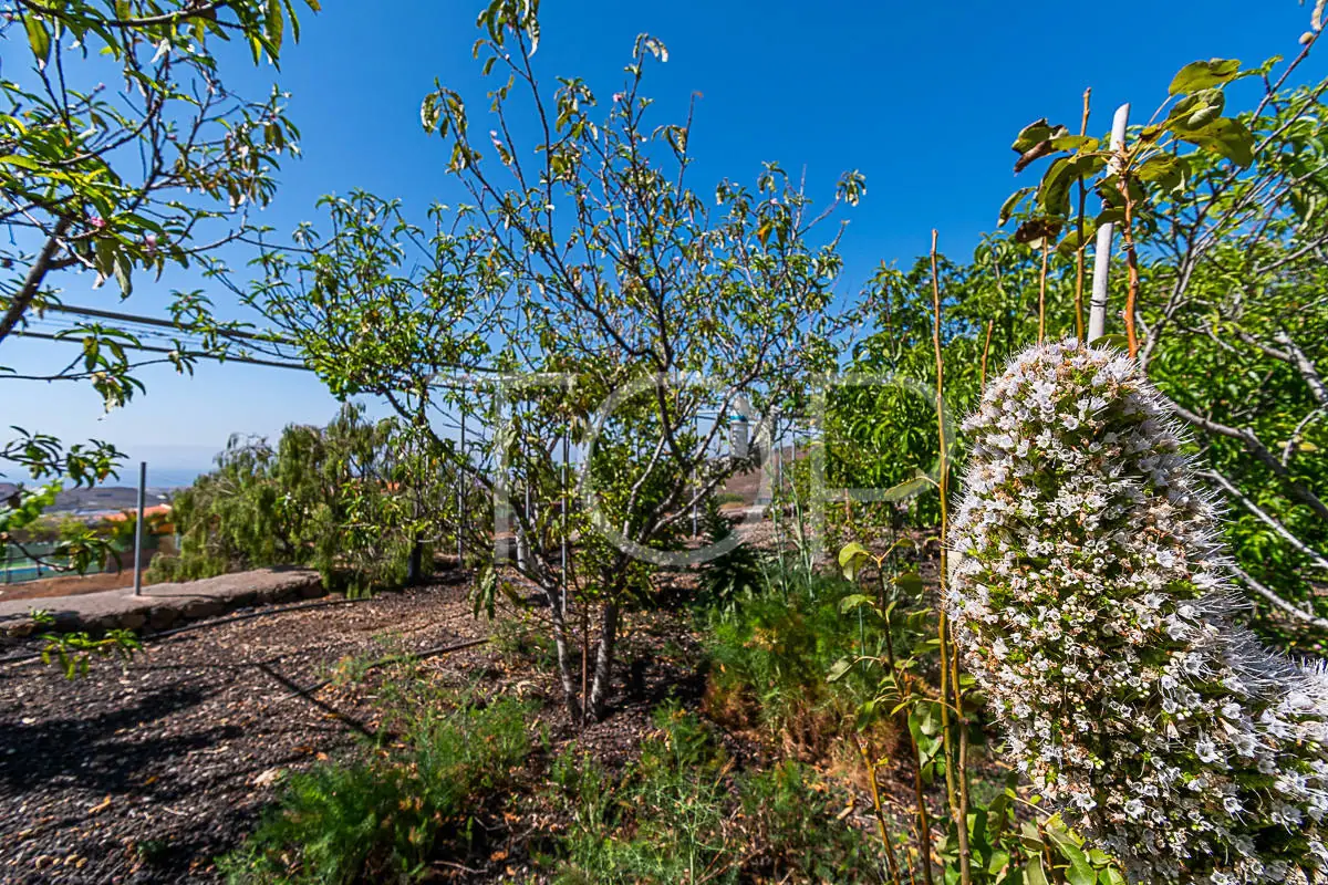 Finca-San-Miguel-Garden-Teneriffa-5