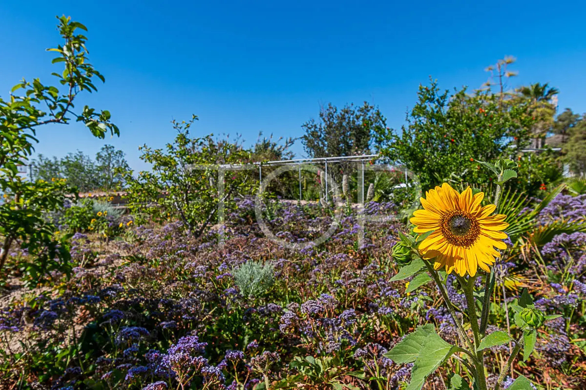 Finca-San-Miguel-Garden-Teneriffa-2