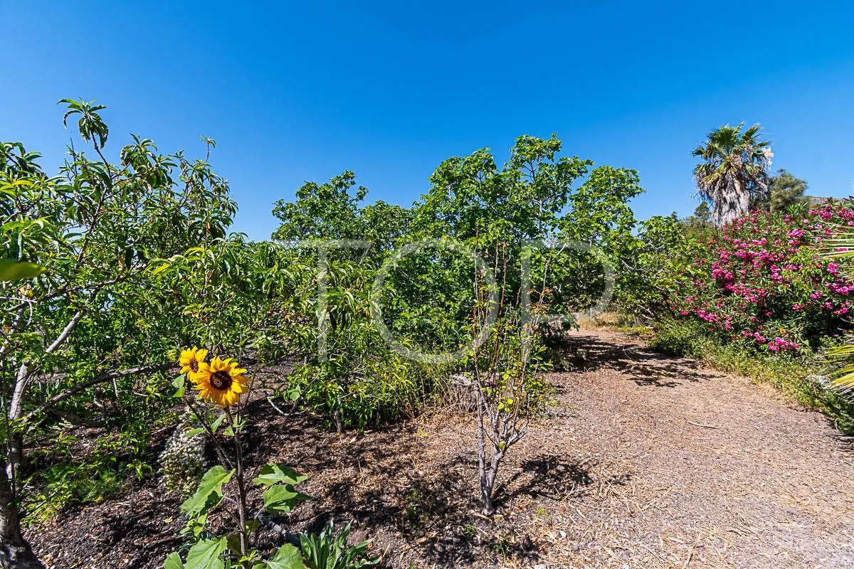 Finca-San-Miguel-Garden-Teneriffa-4