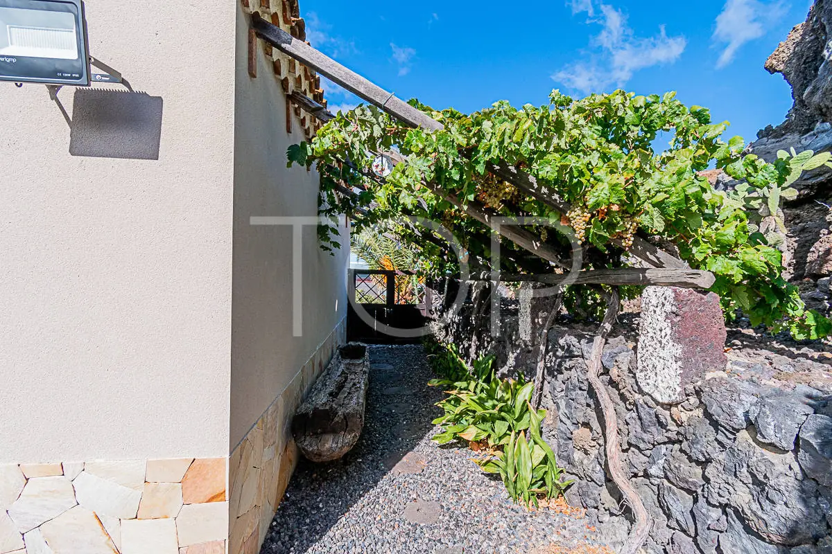 Villa-Arguayo-Fruchtbäume-Teneriffa-2