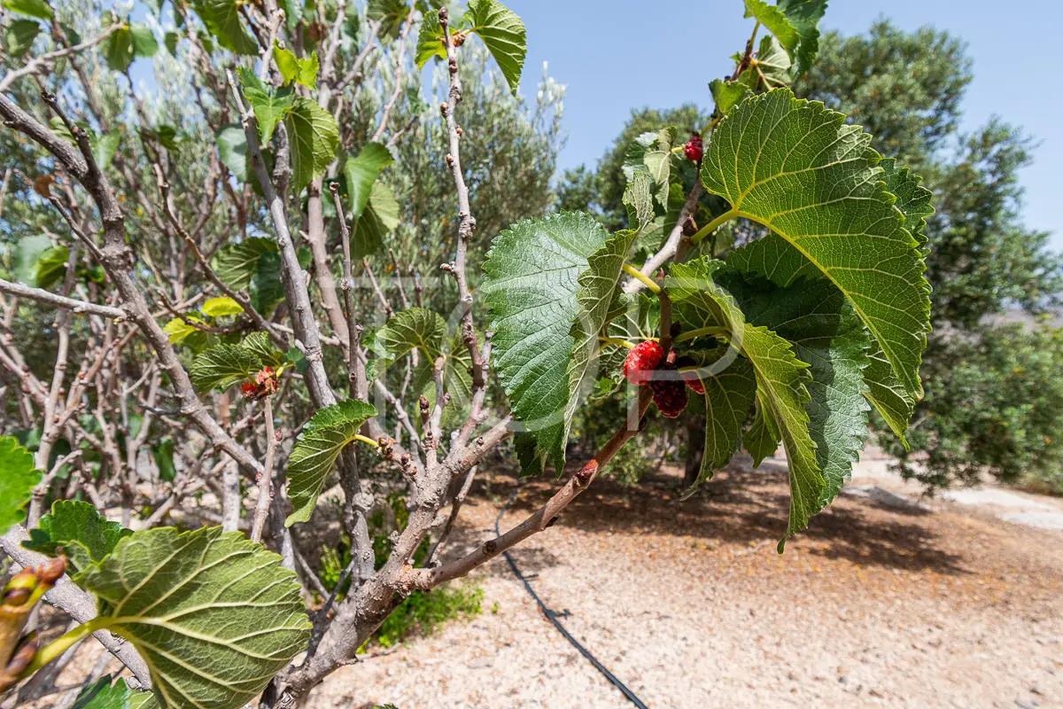 Finca en Arona moras