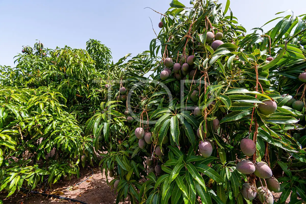 Finca en Arona mangos_