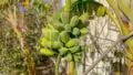 Finca-Ausblick-Guia-de-Isora-Teneriffa-4